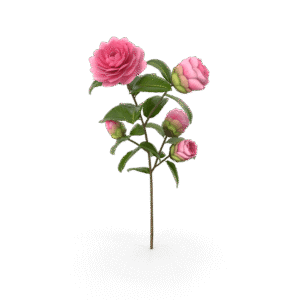 كامليا بينك