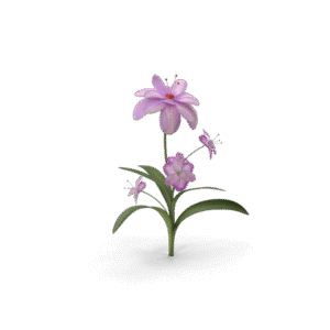 بلوسوم نوار