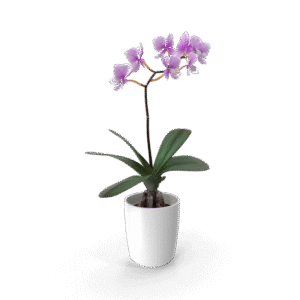 زهرة الأوركيد